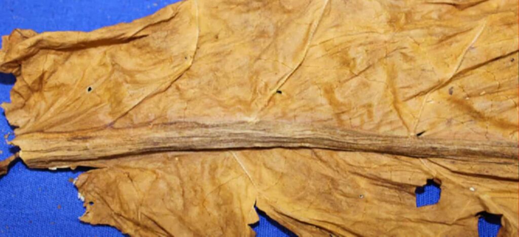 Вид крупным планом на стеблевые листья табака